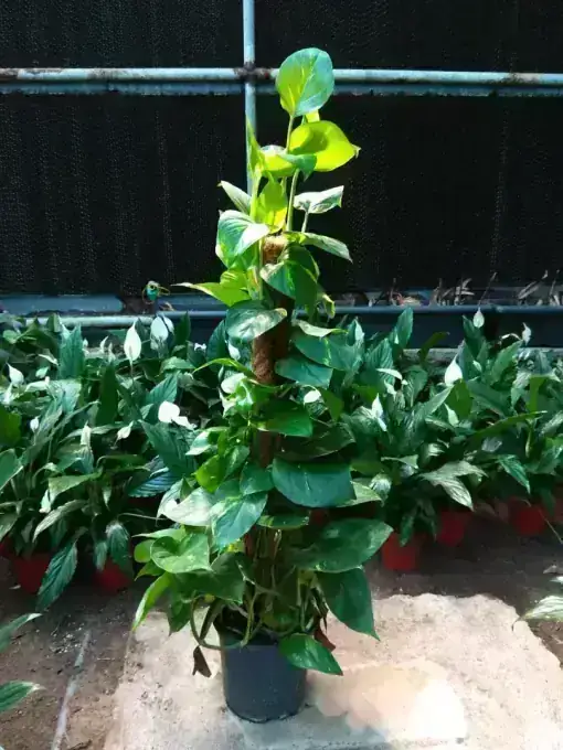 Money Plant on Moss Pole (80cm)